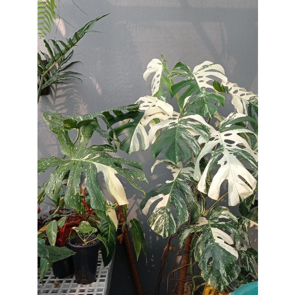 anthurium luxurian ecuador