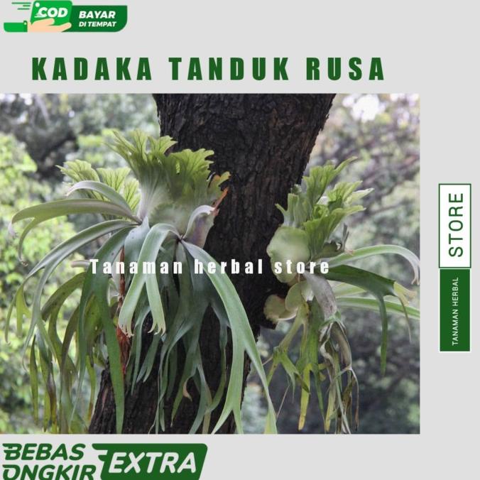 Ready Kadaka Tanduk Rusa Tanaman Hias Kadaka Tanduk Rusa