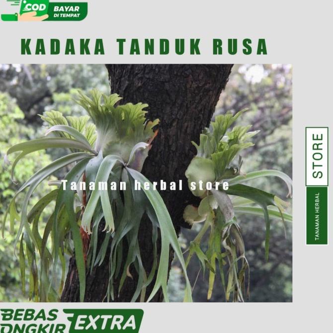 Ready Kadaka Tanduk Rusa Tanaman Hias Kadaka Tanduk Rusa