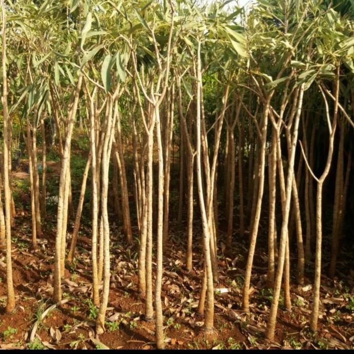 New Pohon Tabebuya 2 Meter Tanaman