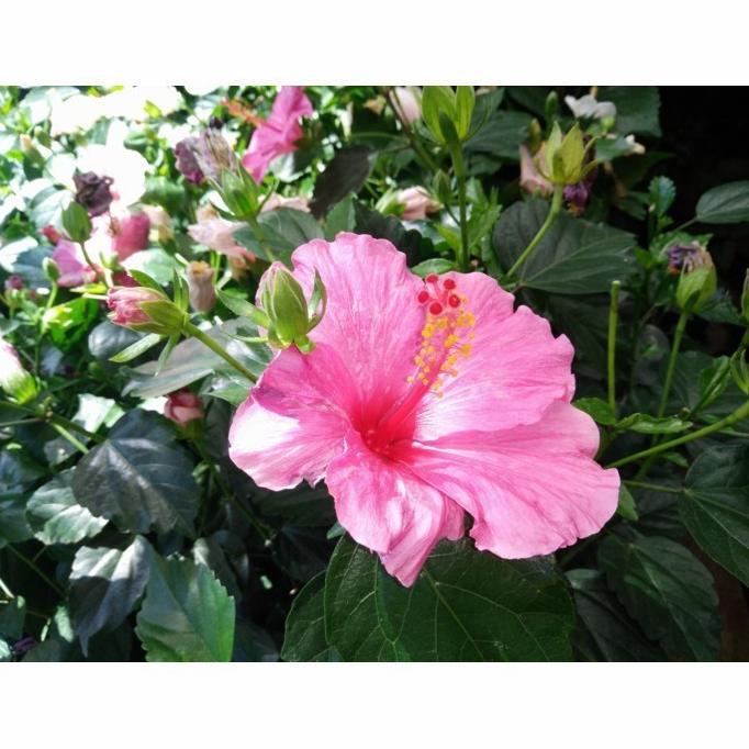 New Tanaman Hias Hibiscus Jumbo/Kembang Sepatu Jumbo