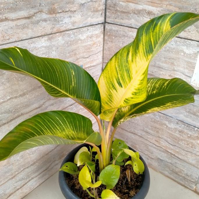 Terbaru Tanaman Hias Pisang Kipas Mini Parigata