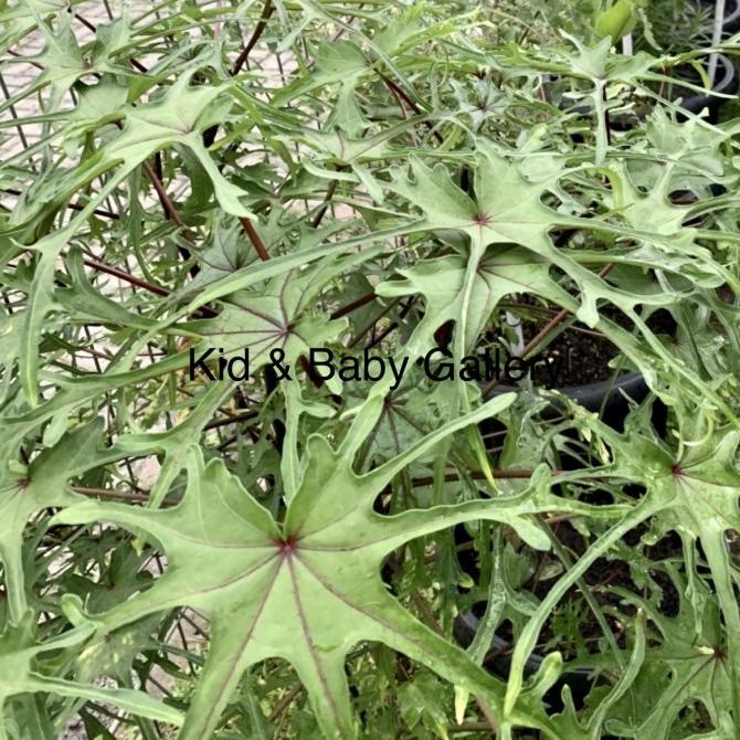 Terbaru Bibit Pohon Daun Gedi Serat Merah - Tanaman Daun Pepaya Jepang Herbal