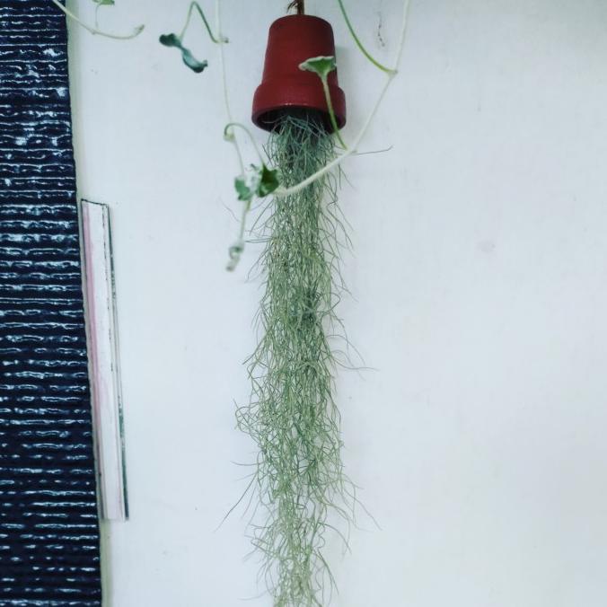 Laris Tanaman Janggut Musa (Tillandsia Moss)