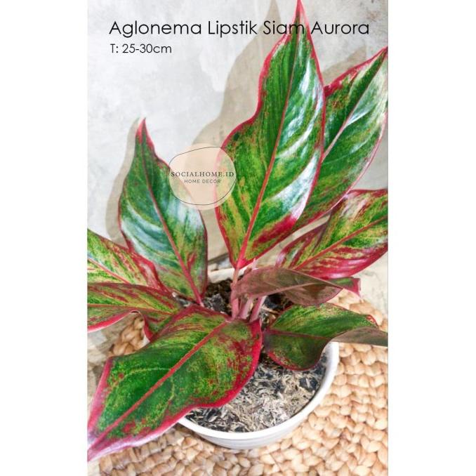 Ready Aglaonema Siam Aurora | Lipstik Merah |Sri Rejeki | Chinese Evergreen