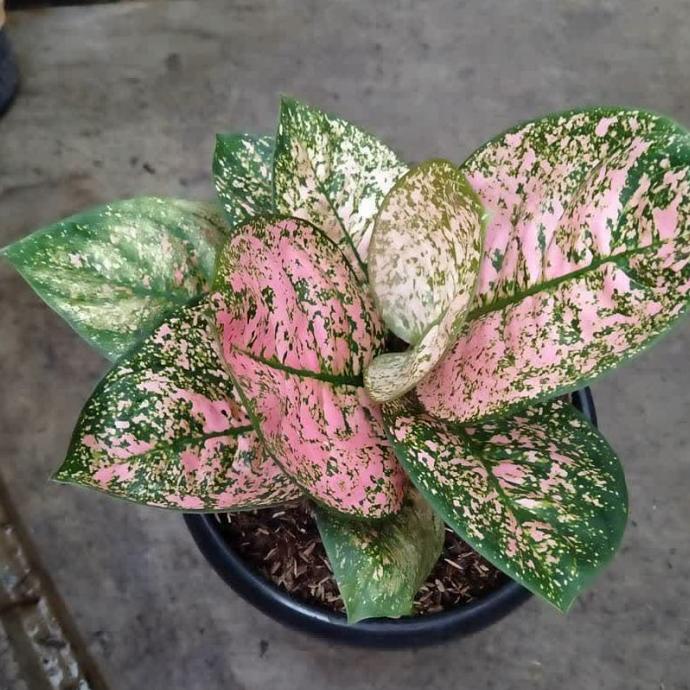 Limited Aglonema Baby Ruby Kura