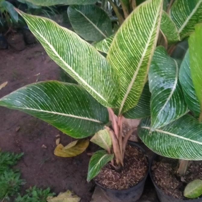 Limited Pisang Bugis Tanaman