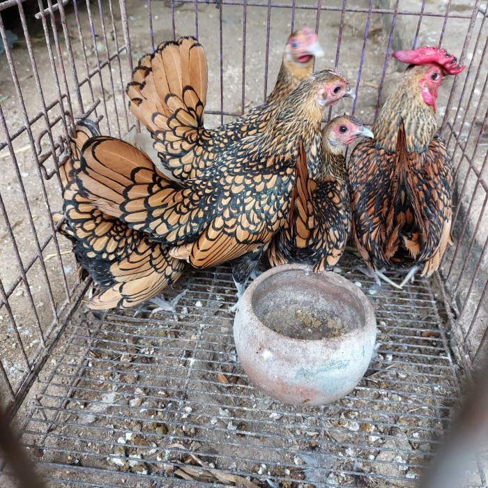 Ayam Batik Kanada Motif Rapi