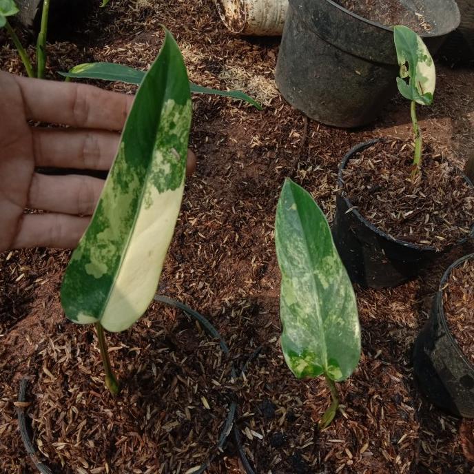 New Pohon Philo Domestikum Varigata Ekonomis