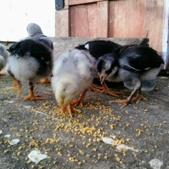 

Terbaru Anak Ayam Kampung/Per Ekor/Unggul Dan Sehat