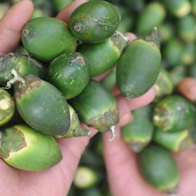

Laris Buah Jambe / Pinang Muda