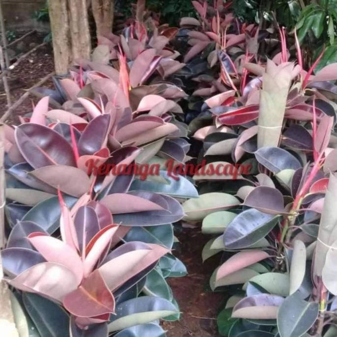 Limited Karet Kebo Ruby / Tanaman Hias Karet Kebo / Ficus Elastica