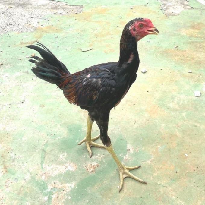 7.7 Ayam Kampung Hidup Jago Usia 3 Bulan