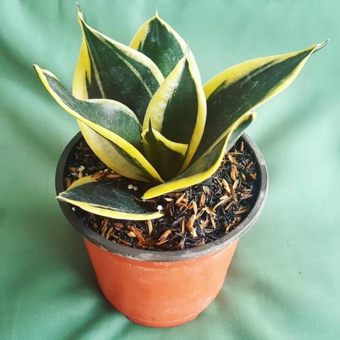 New Sansivera Pagoda - Sansiviera Pagoda - Lidah Mertua Pagoda