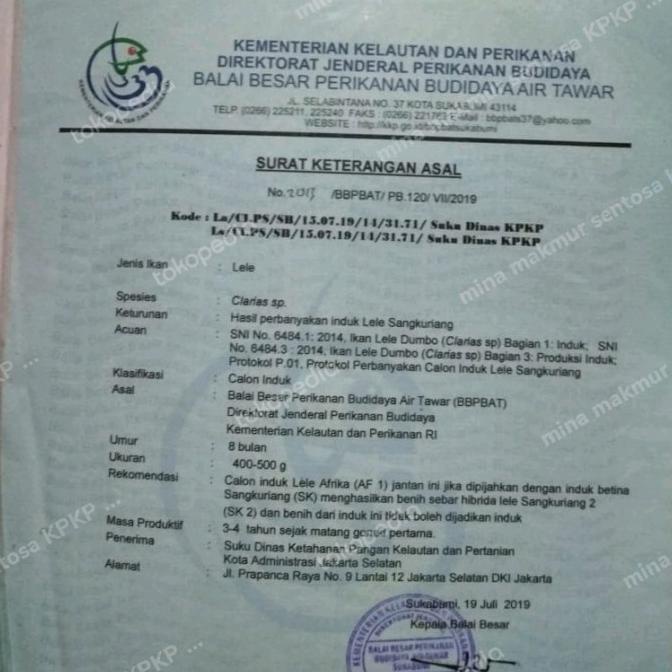 7.7 Sale Pake Bibit Ikan Lele Sangkuriang Ukuran 10-11 Cm Isi 50 Ekor