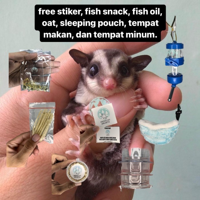 BABY JOEY SUGAR GLIDER CLASSIC GREY