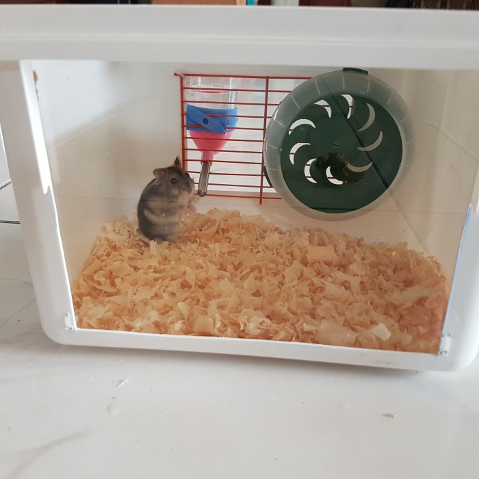 Kandang Box Modif Acrilyc Akrilik Hamster Landak Mini Reptil L Promo