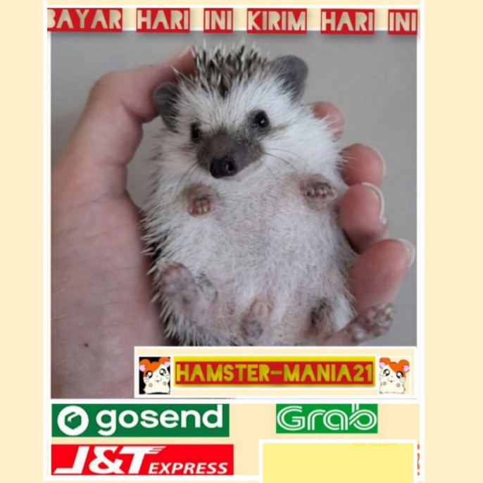 Bestseller Landak Mini Hewan Peliharaan