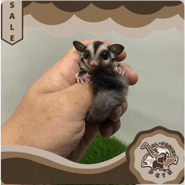 Murah Meriah Sugar Glider Classic Grey Jantan Joy Jinak Gemes
