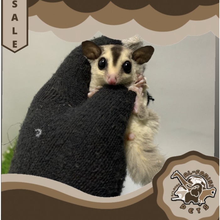 Sugar Glider SG White Face Joy Jantan Atau Betina Murah Meriah