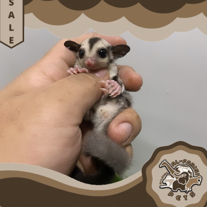 Sugar Glider SG Classic Grey Het Leucistic Joy Jantan atau Betina