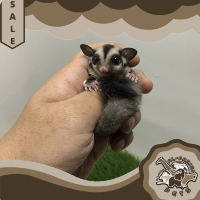 Sugar Glider SG Classic Grey Betina Remaja Termurah