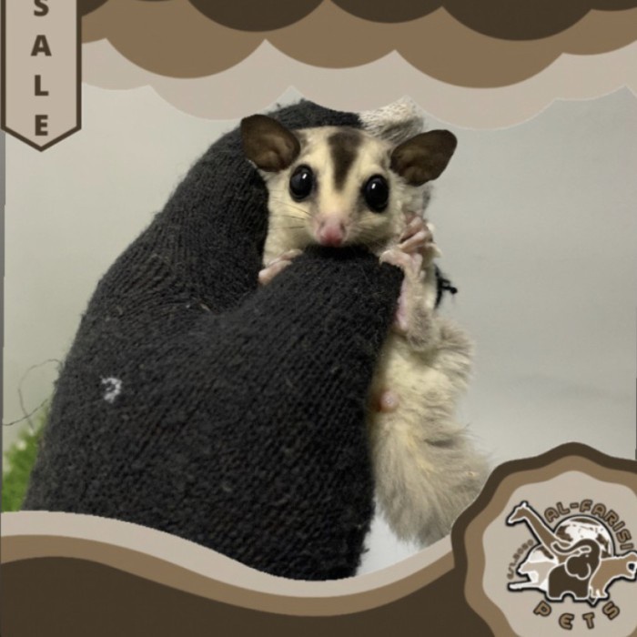 Sugar Glider SG White Face Betina Joy Termurah