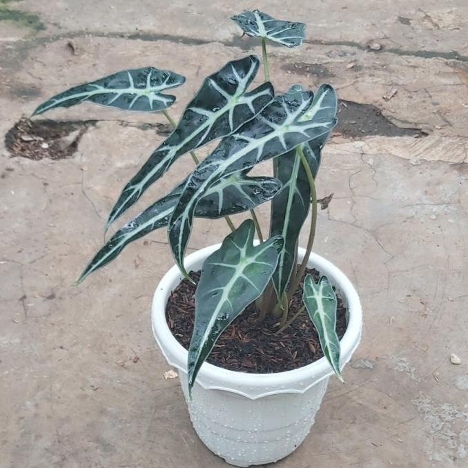 7.7 Tanaman Hias Alocasia Bambino + Pot Puti