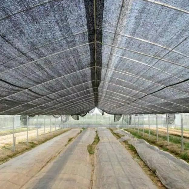 PARANET 1 ROLL 75% 1 ROLL