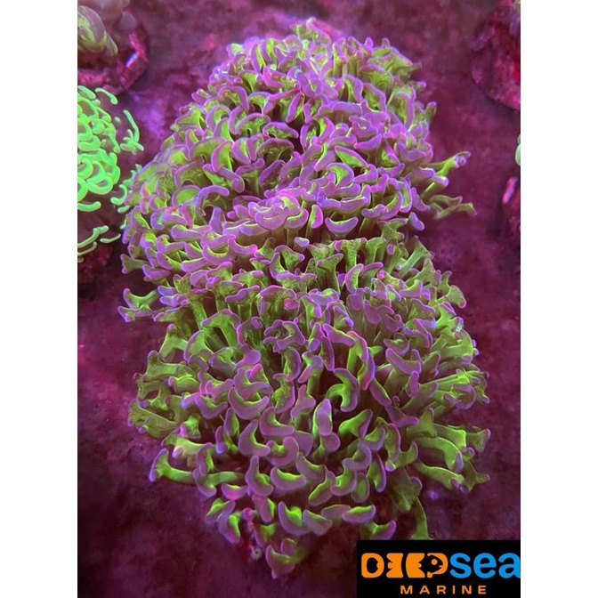 Terbaru Tanaman Hias Laut | Siwalan 2 Warna | Hammer Coral