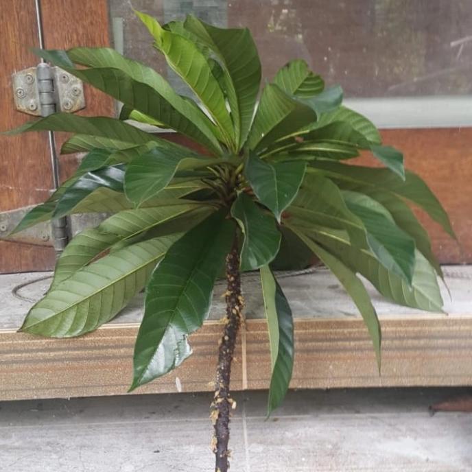 Terbaru Entres Mamey Sapote Havana