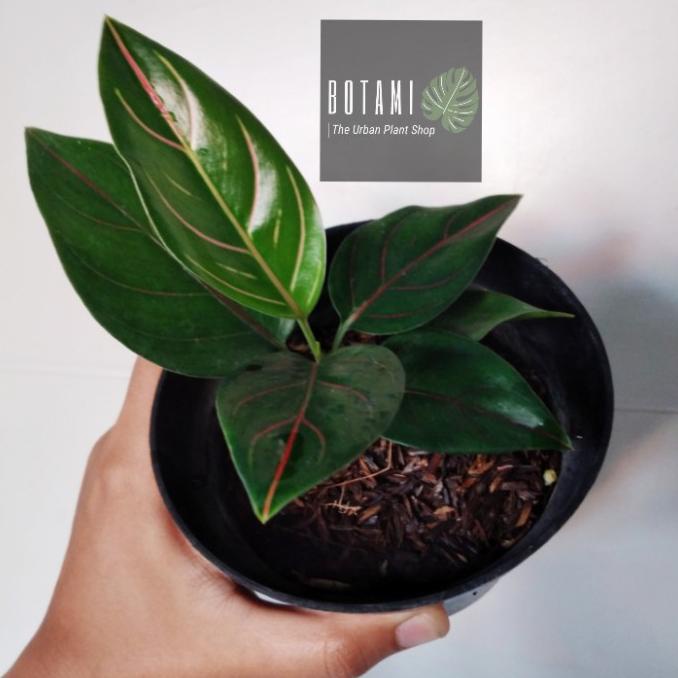 Ready Aglonema Rotundum / Aglonema Rotundum