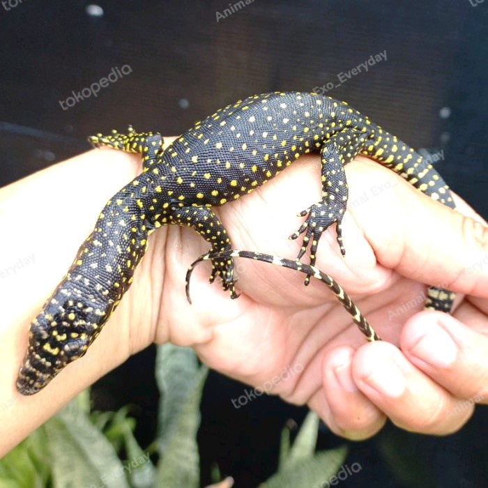 Varanus/Biak Indicus Biak Baby Up Jinak Murah Promo