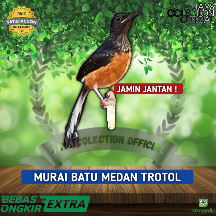 Murai Trotol Jantan Burung Murai Batu Medan Trotolan Jantan Terpercaya