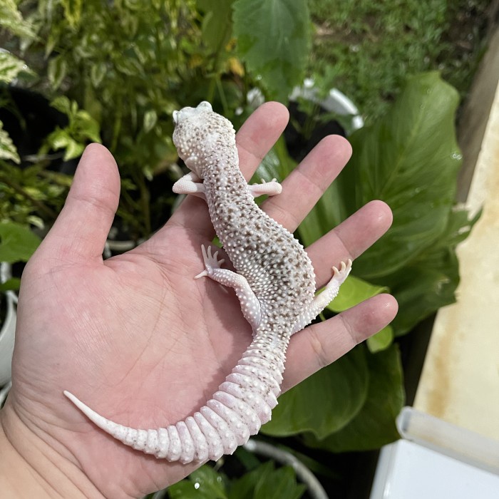 Vip Gecko Leopard Gecko Pied Female Super Pied Adult Semokk Termurah