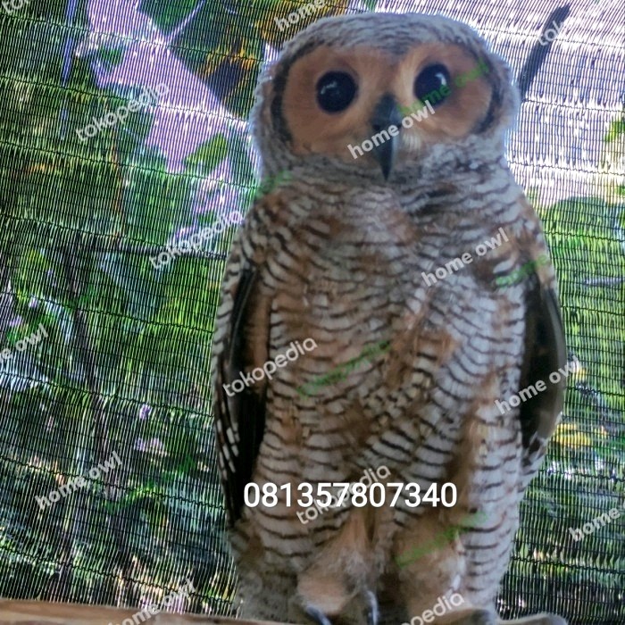 Strix Seloputo Anakan Atau Brancher Burung Hantu Setrik Strik Original