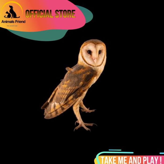 Burung Hantu Tyto Alba / Barn Owl Realpict