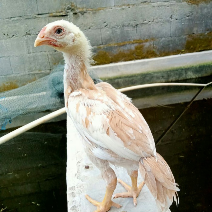 Ayam Shamo Biang Bkekor Lidi Tulangan Besar Ekor Kaku Top