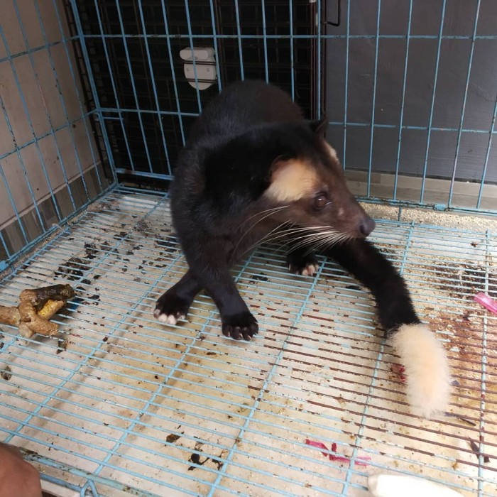 Musang Bulan Kaki Kutek (Jari Putih) Terpercaya