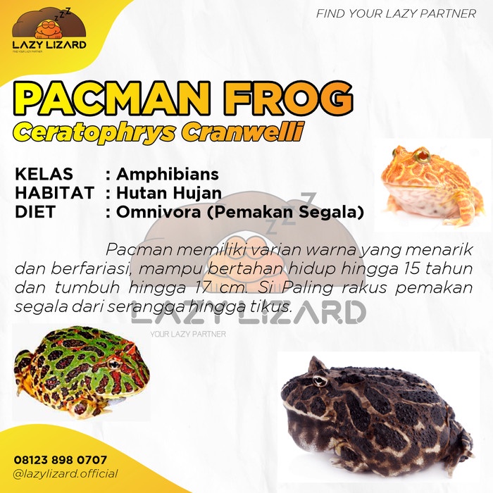 [Premium] Pacman Kodok, Katak Pacman, Bukan Dumpy Tree Pixie Frog Original