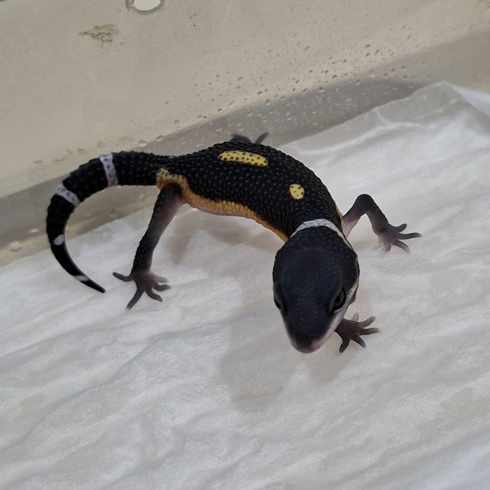 Black Nht Leopard Gecko Top