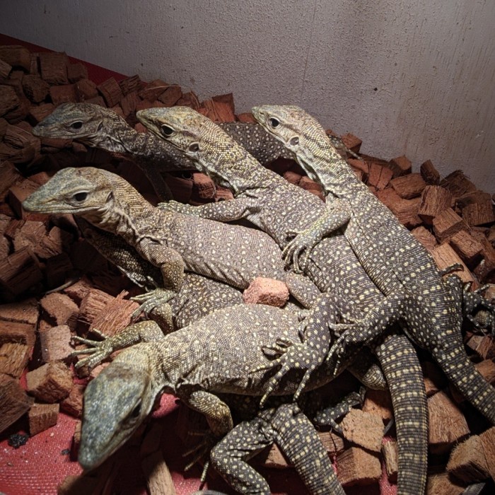 Biak/Varanus Nebu Baby Jinak Aman Terpercaya