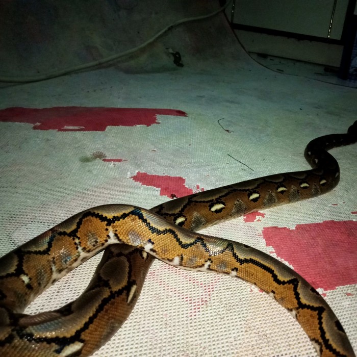 Reticulatus Python Realpict