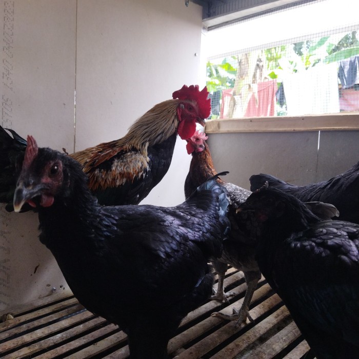 Ayam Kampung Calon Indukan ( Kub 2 ) Peternak Milenials Original