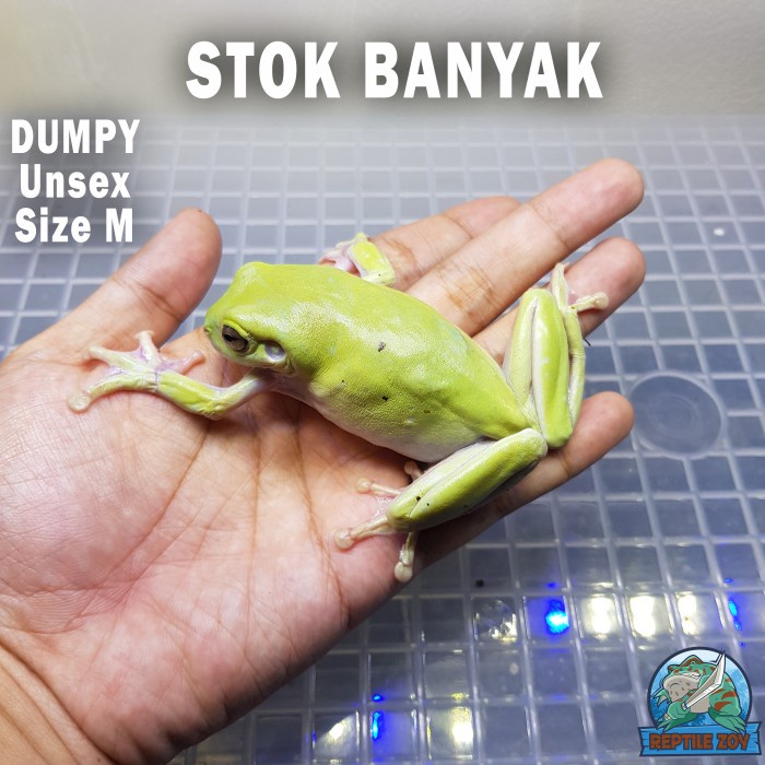 Katak Green Dumpy - Bukan Kodok Pacman Frog - Size M - Juve Promo