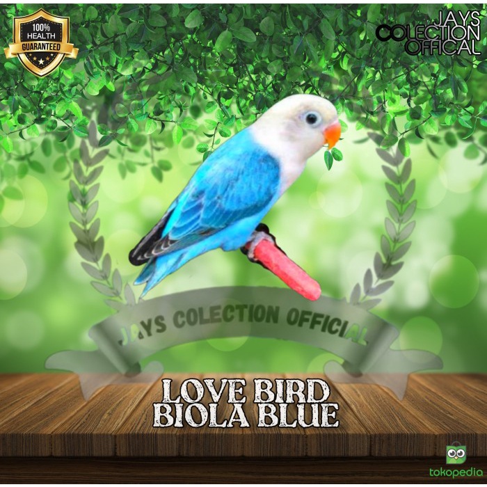 Burung Lovebird Biola Blue Garansi Termurah Diskon