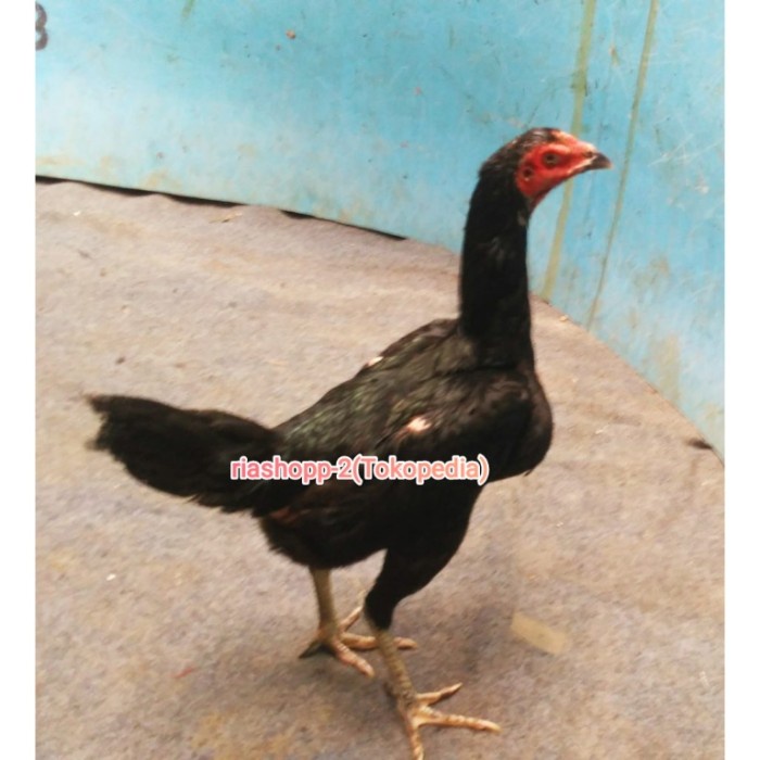 Ayam Bangkok Super Betina Babon Desa Siap Ternak Produksi Trah Juara Terpercaya