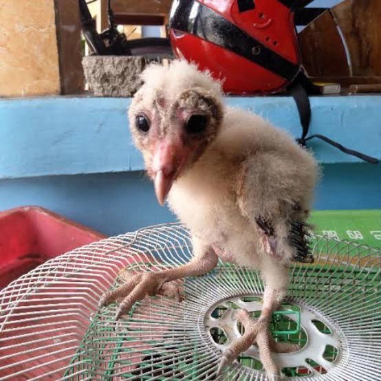 Burung Hantu Tyto Alba/Barn Owl Anakan Brancher Top