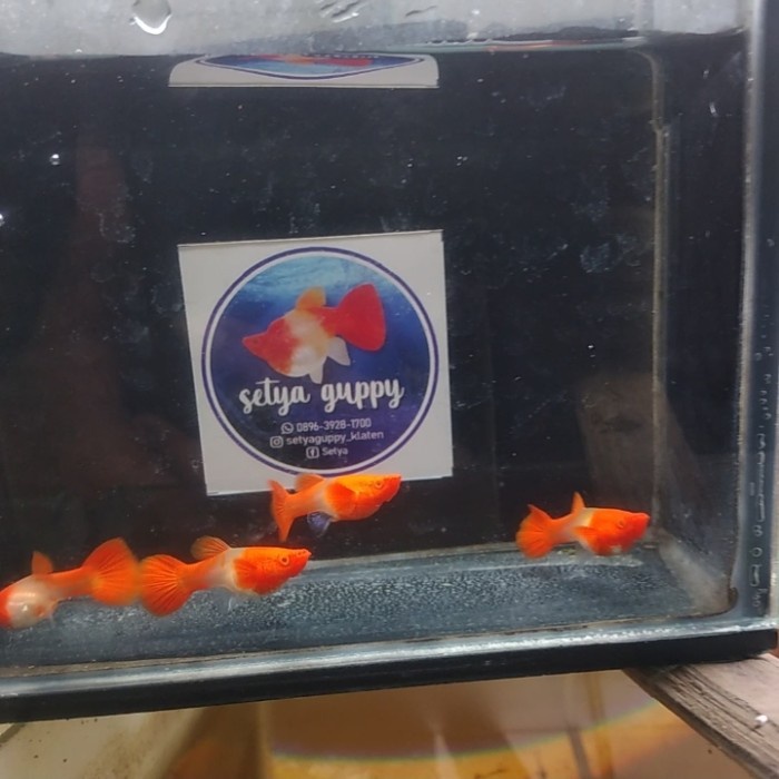 Ikan Hias Air Tar Guppy Albino Koi Red Ear Gen King Sepasang Terbaru