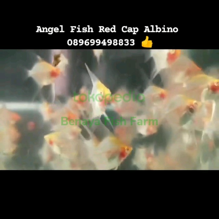 Manfish Red Cap Albino Grosir Realpict